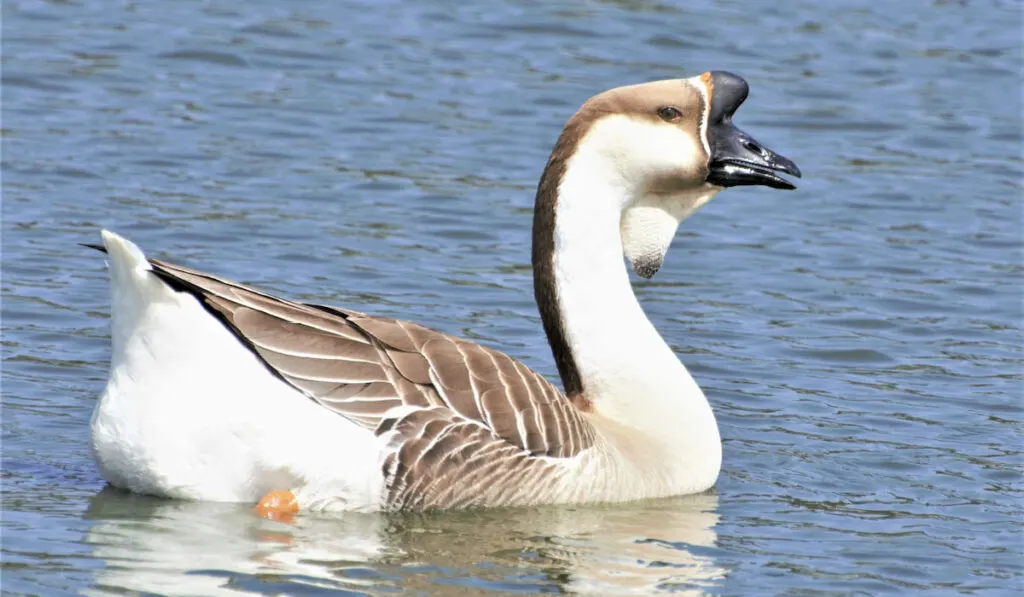 A beautiful regal looking Chinese goose
