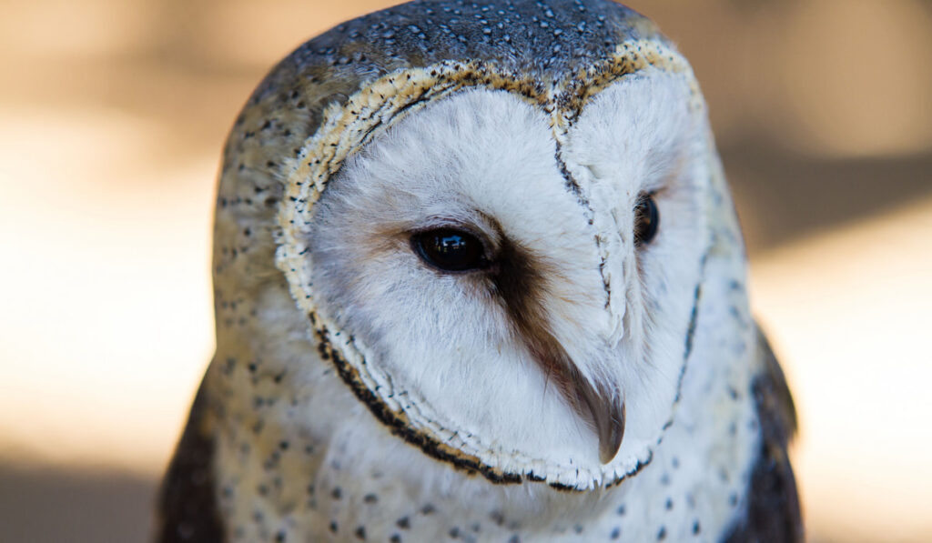closeup of an Australian Masked owl ( Tyto novaehollandiae )