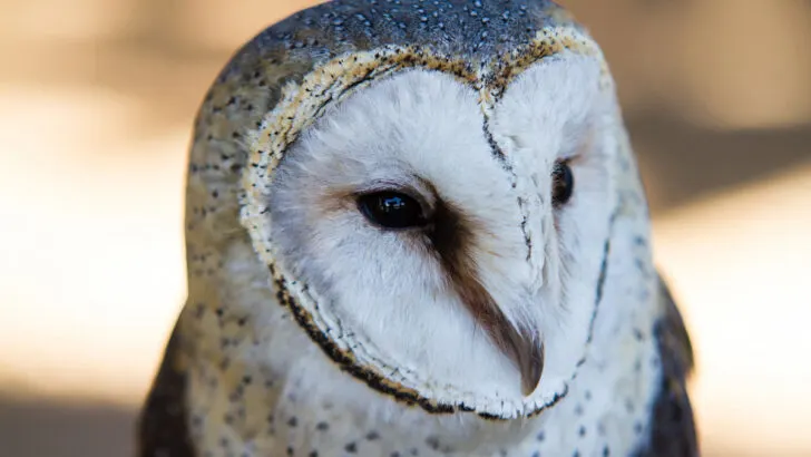 australian masked owl tyto novaehollandiae