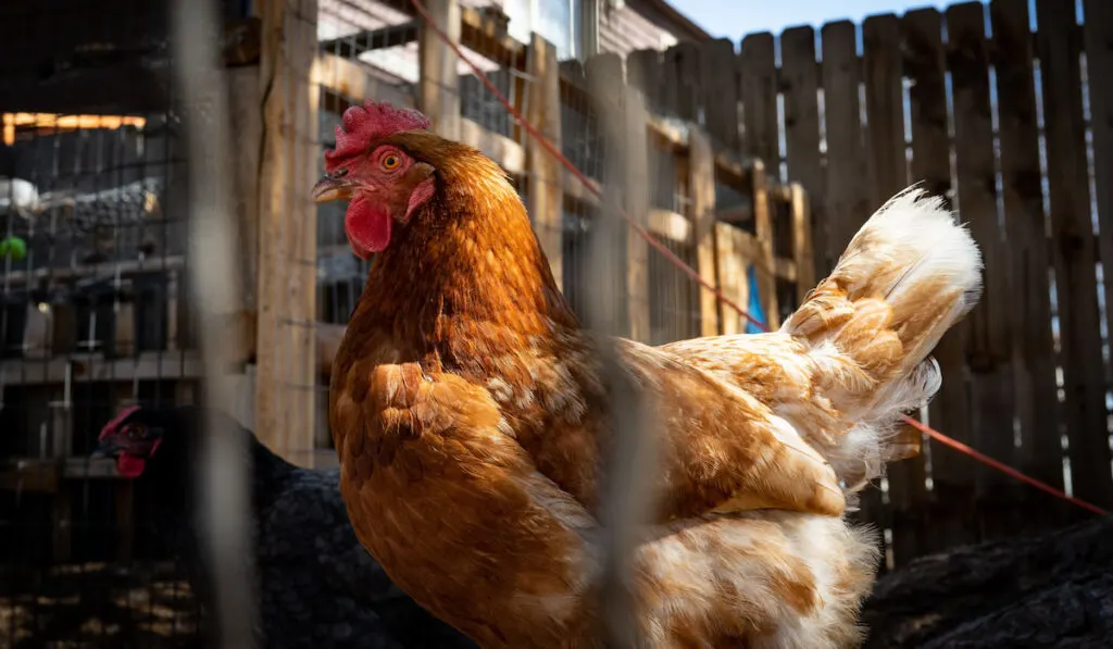 A curious golden sussex chicken in a coop