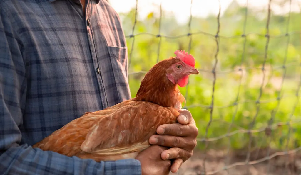 A farmer holds a cute Rhode Island Red in his hands near farmyard