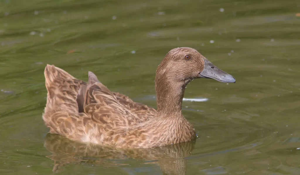 female khaki campbell duck on a pond