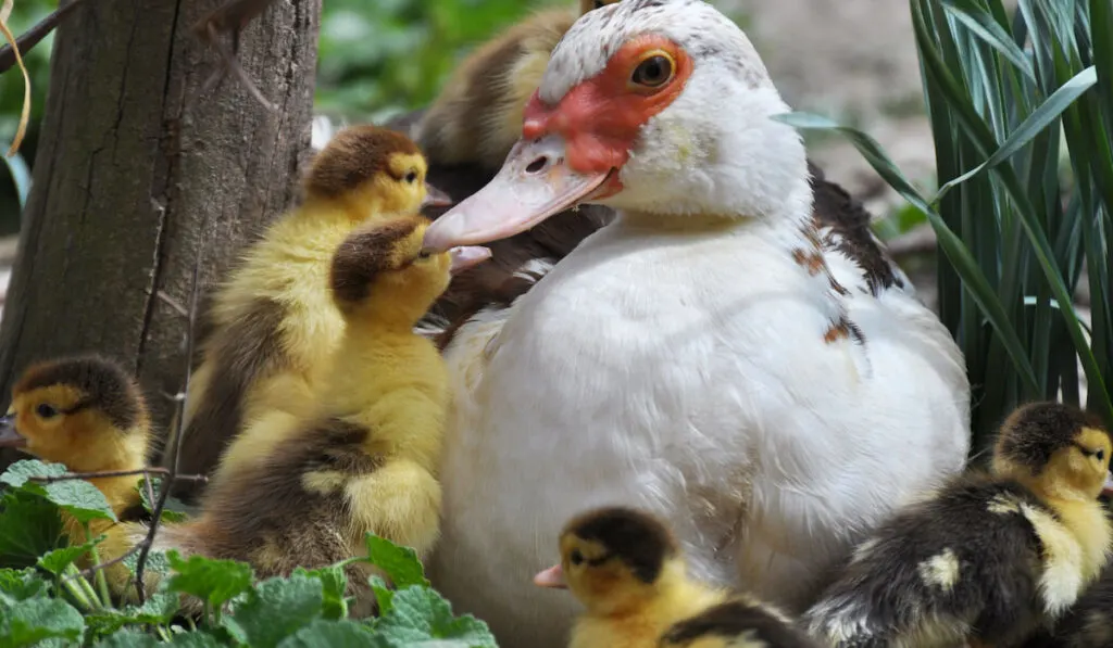 female muscovy duck with her two-day brood