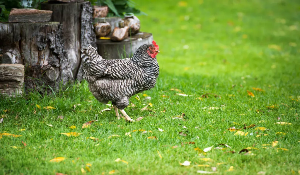 A free range Barred Rock strutting outside a farm