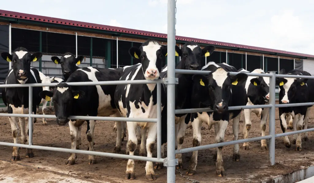 group of dairy cows with yellow tags on their ears at a dairy farm