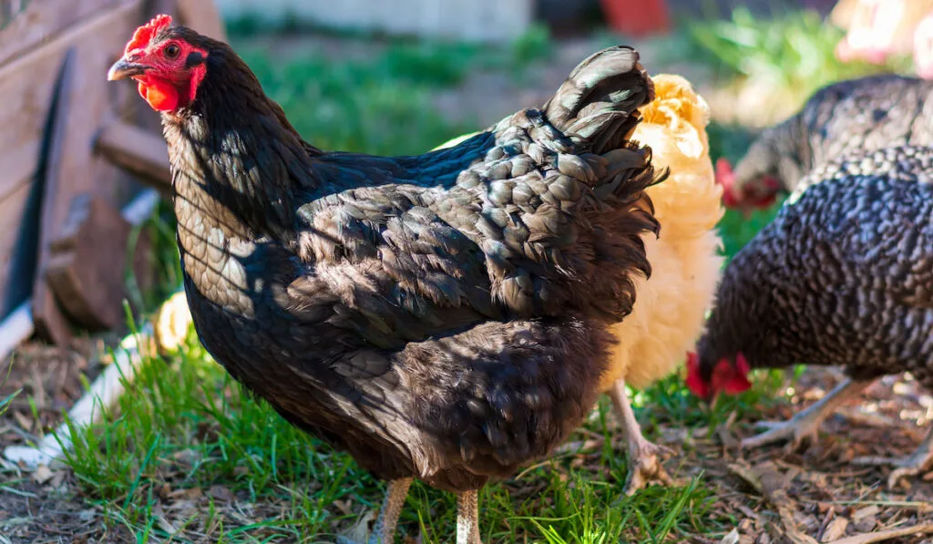 A jersey giant chicken in the garden with other chickens on the background