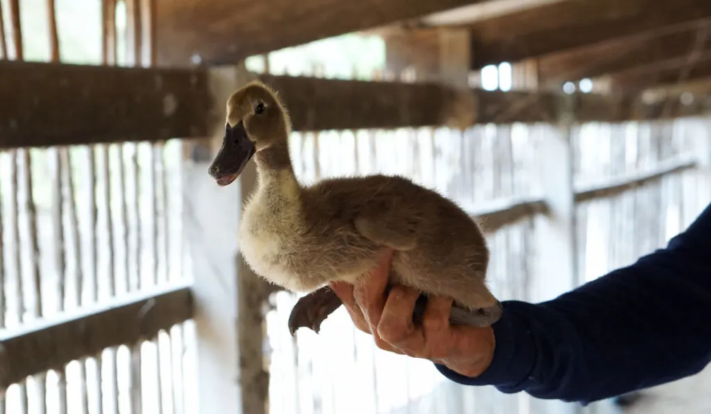 man holding a khaki campbell duck in the farm coop