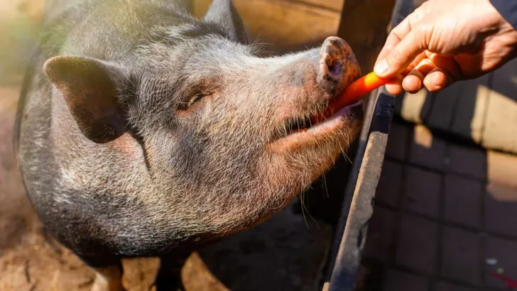 A mans hand feeds carrots to a small black pig standing in a wooden corral on a farm.