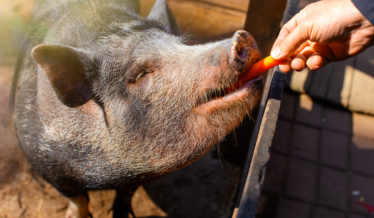 Can Pigs Eat Meat? Farmhouse Guide