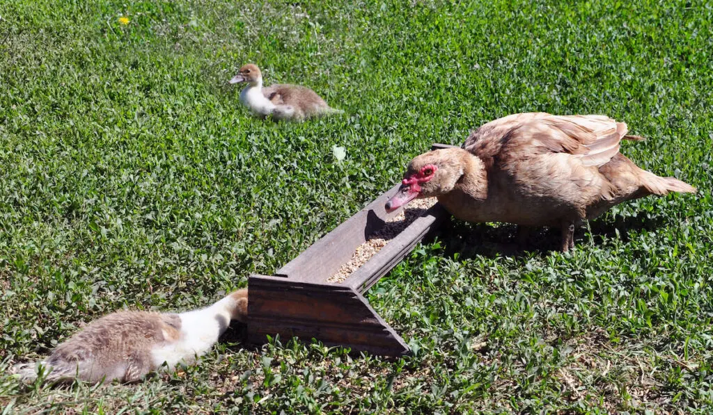 muscovy duck eating seeds 