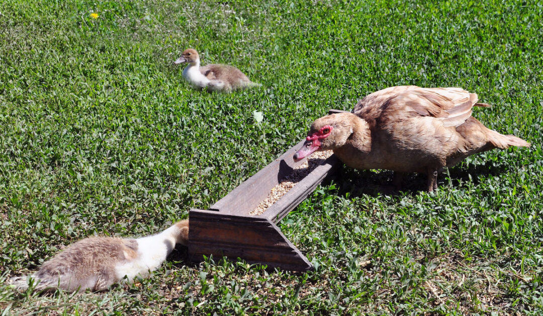 Muscovy Duck Breed Profile - Farmhouse Guide