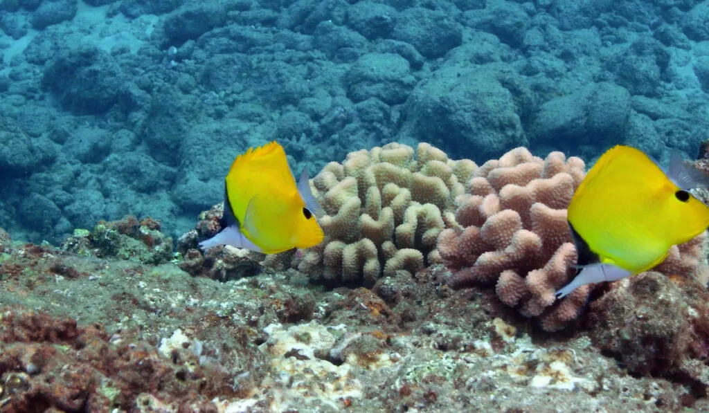 pair of long-nosed butterflyfish in Black Rock, Maui, Hawaii.
