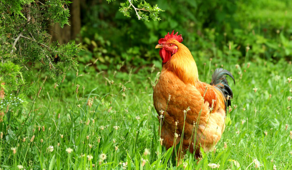 A Rhode island red rooster on grass field