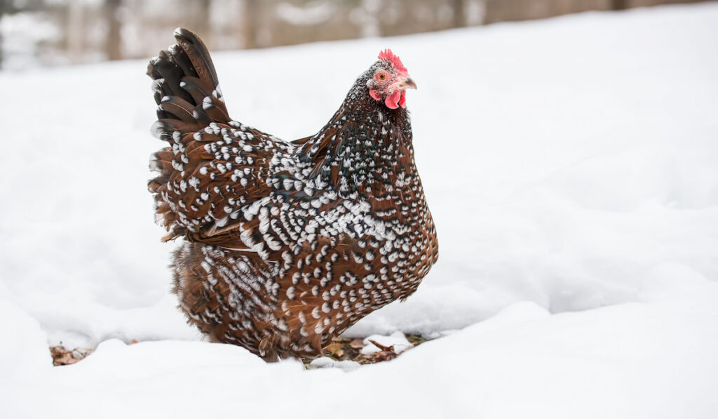 A speckled Sussex chicken forages in a fresh snowfall in the winter 