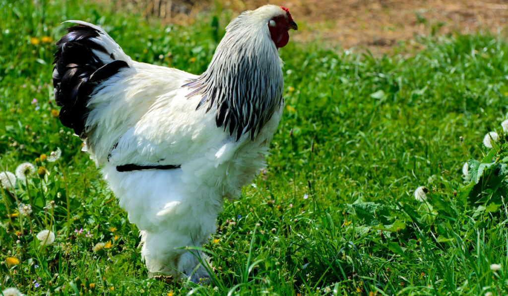 A very large Brahma chicken grazing on the grass field