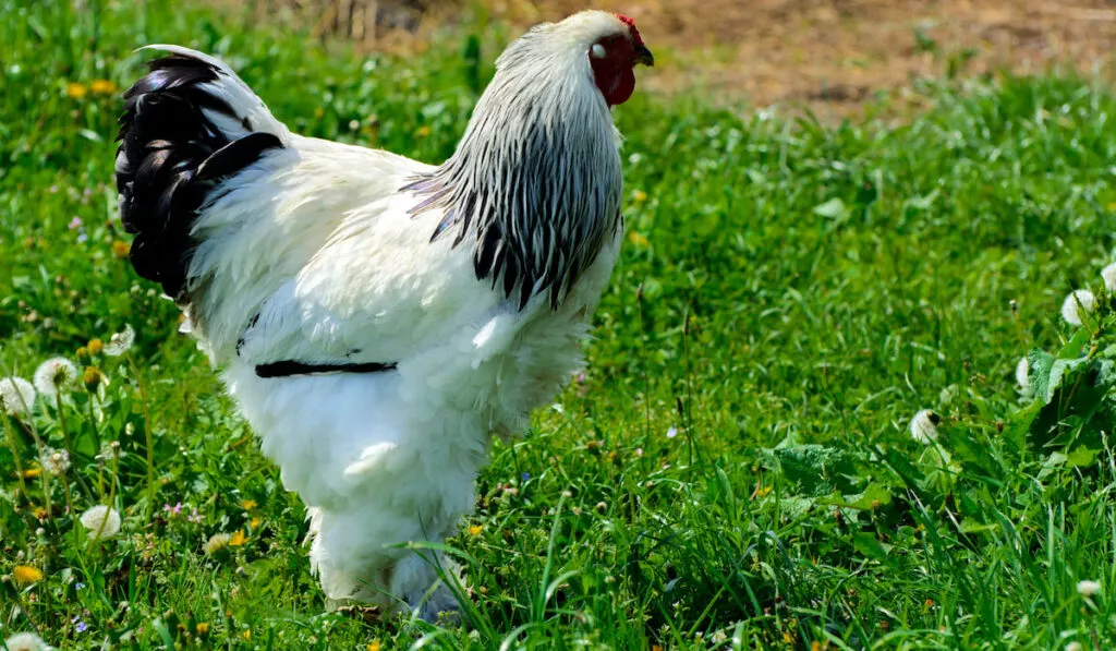 Brahma Chicken - Knowledge Base LookSeek.com