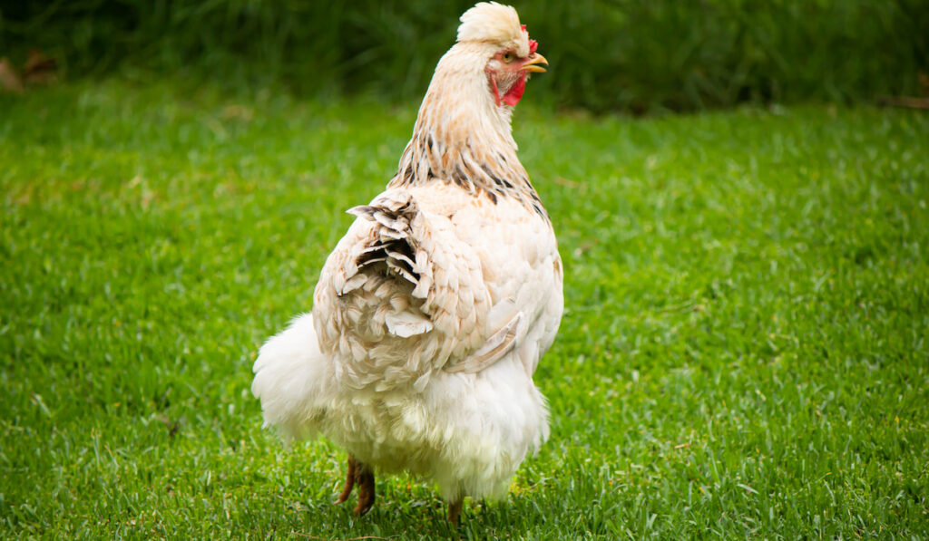 A white ameraucana chicken in a lush green farmyard