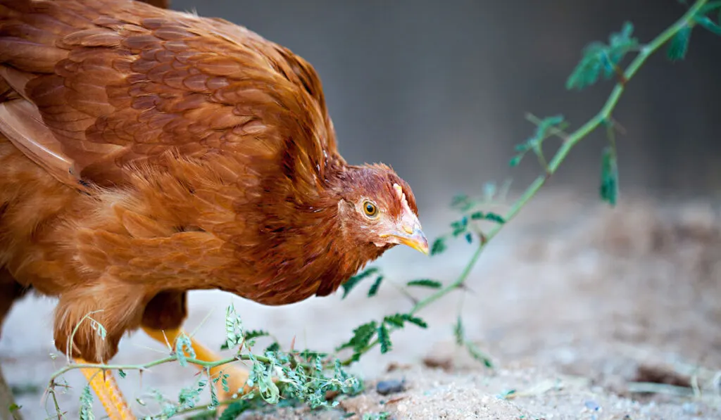 A young new Hampshire red chicken nibbling on a Palo Brea tree