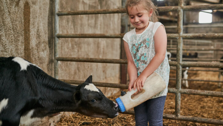 adorable little girl feeding a calf in a dairy farm
