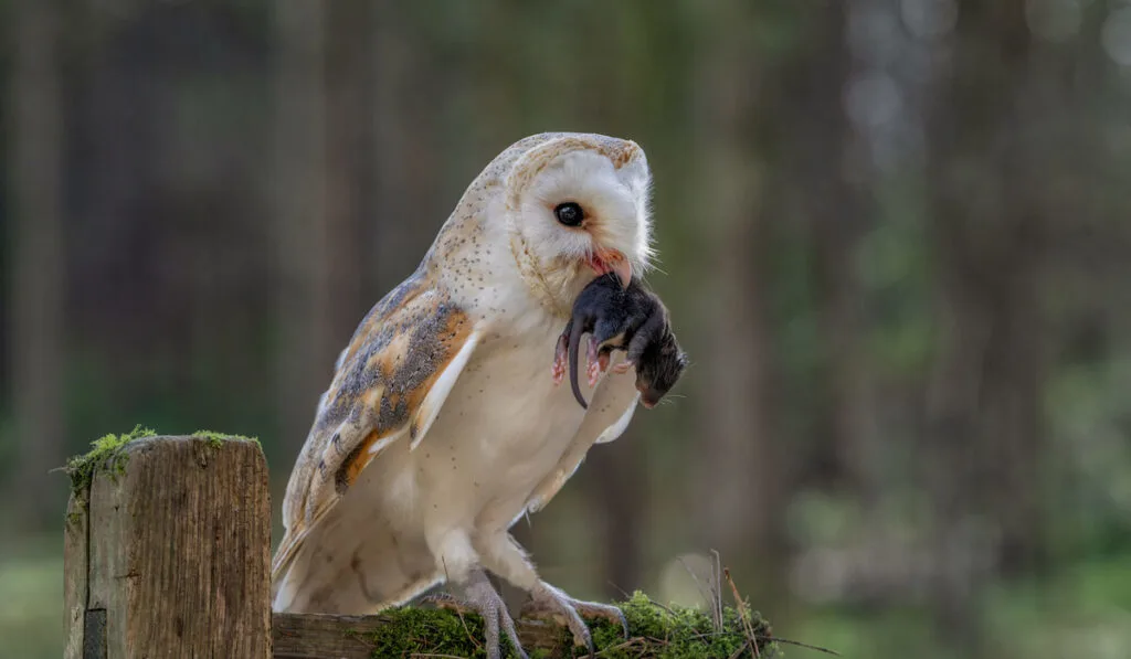 Adult male barn own with prey in its beak