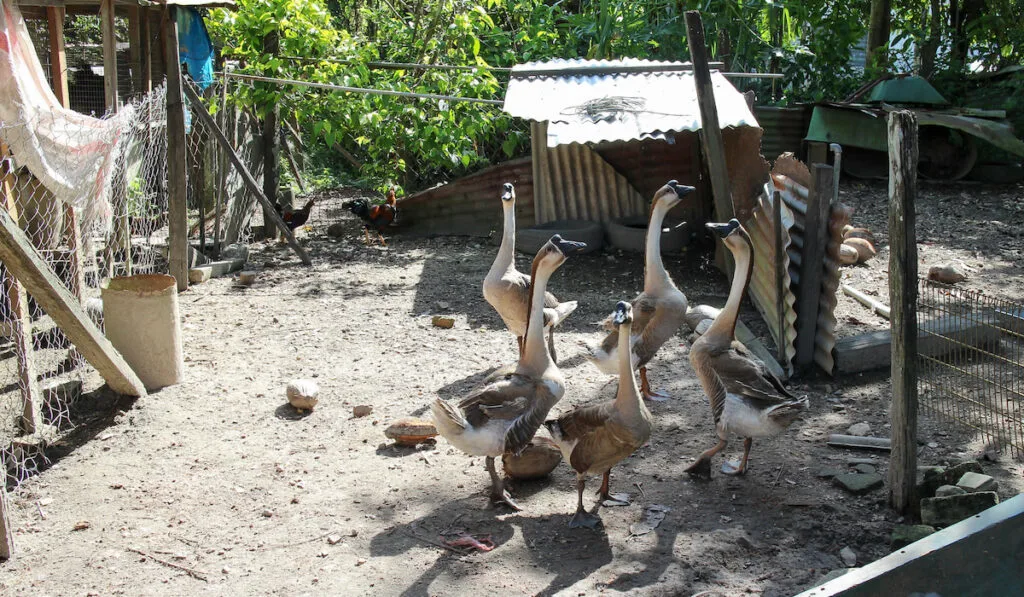 african geese in a small farm