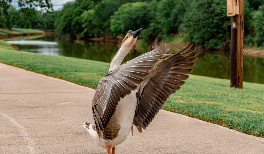 african goose flapping wings together in the park
