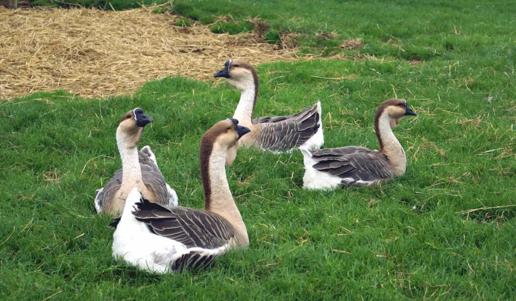 african geese resting on grass field