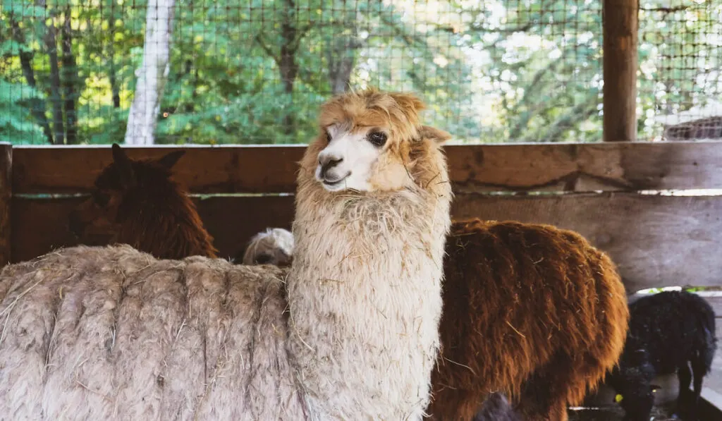 Alpaca inside their shelter on the farm