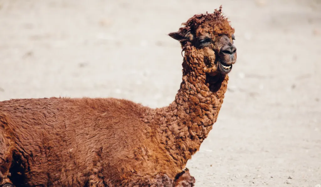 Alpaca lying on the ground on a sunny day