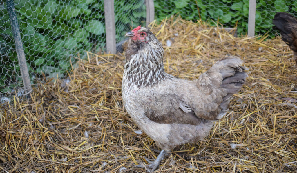 Ameraucana chicken also known as the Easter egg chicken  in a cage