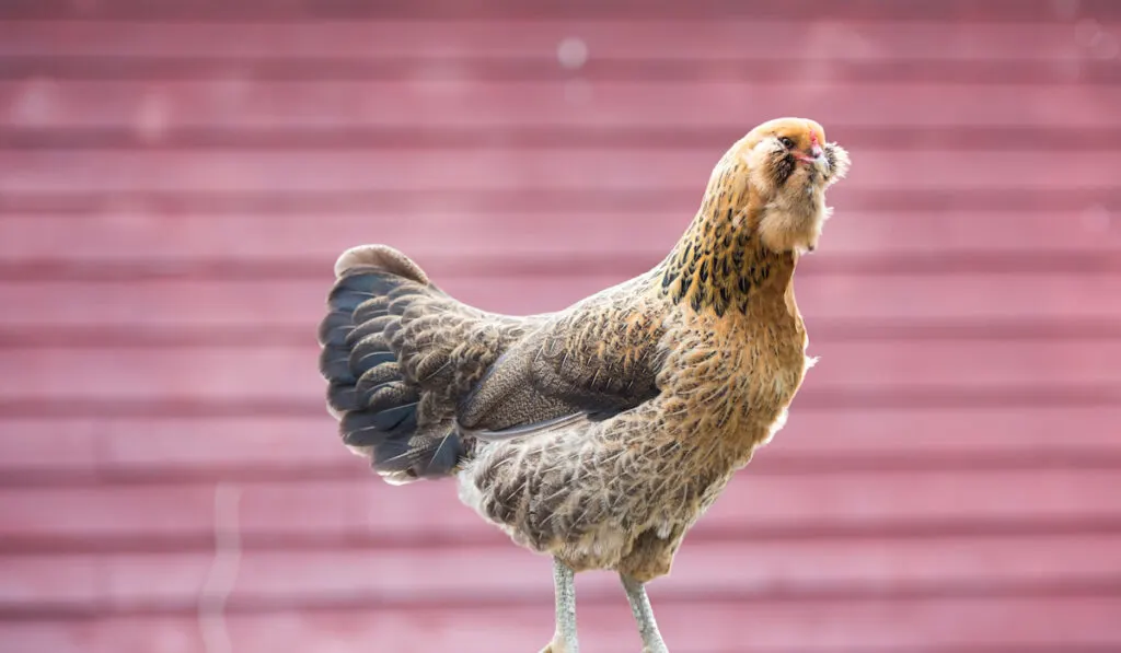 ameraucana chicken sitting in a fence