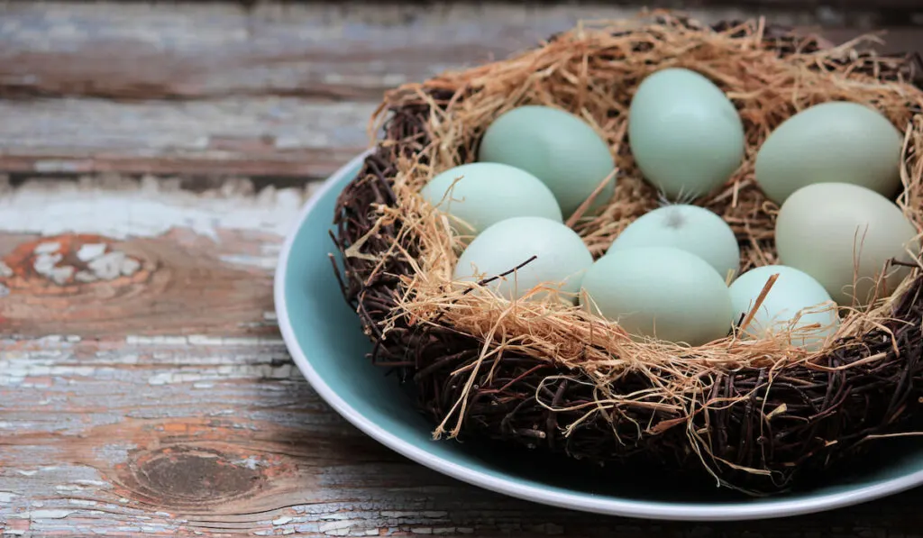 ameraucana eggs on a nest over a wood background