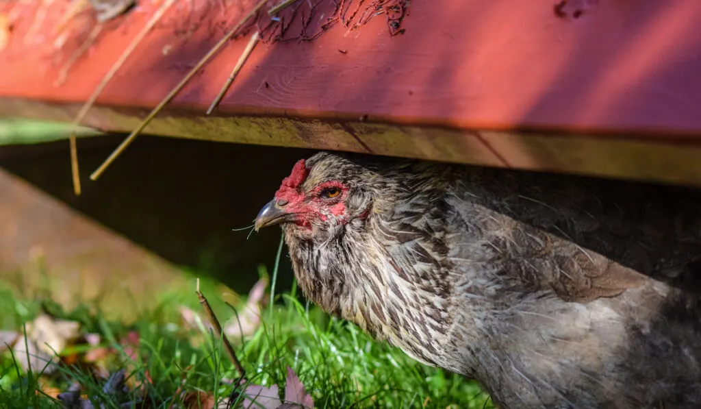 Ameraucana hen resting under a shade escaping summer heat