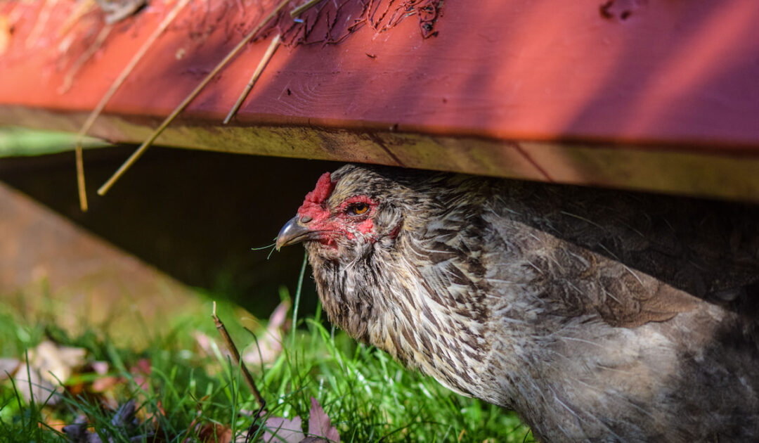 Ameraucana Chicken Breed Profile - Farmhouse Guide