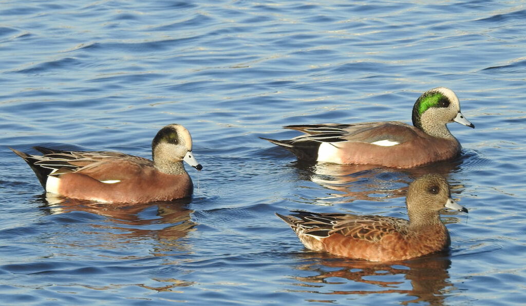 American Wigeons swimming together 