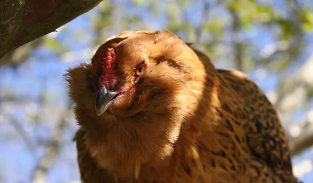 americana chicken sitting on a branch