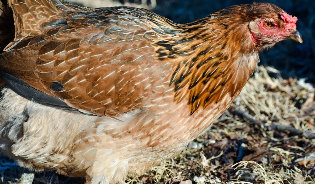 americana chicken walking on wood chips