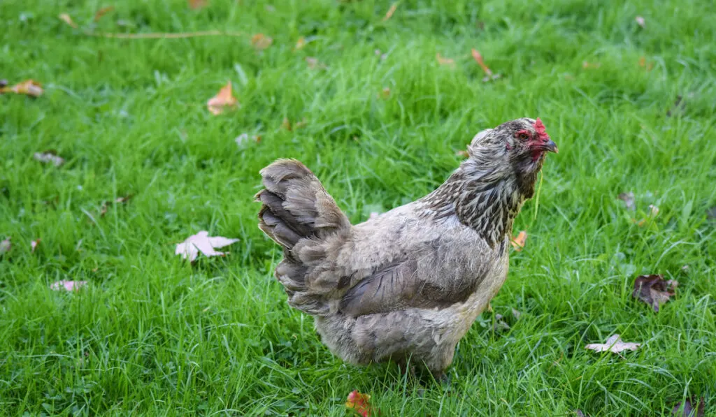 An Ameraucana chicken walking on a grassy field