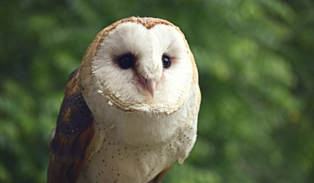 American barn owl on natural background