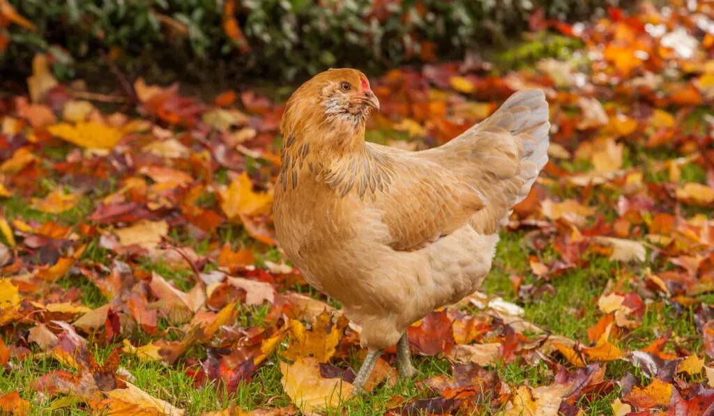 an americana chicken looking for food around autumn colored leaves in the garden