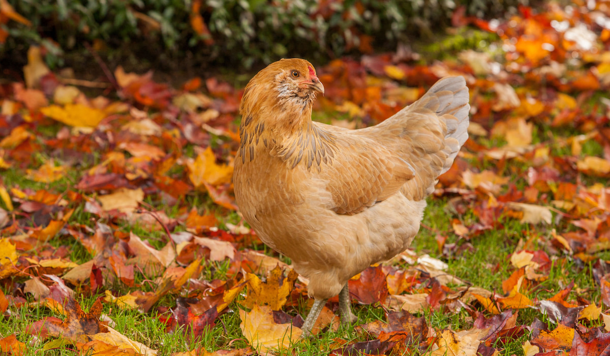 Ameraucana vs. Americana 5 Differences Farmhouse Guide