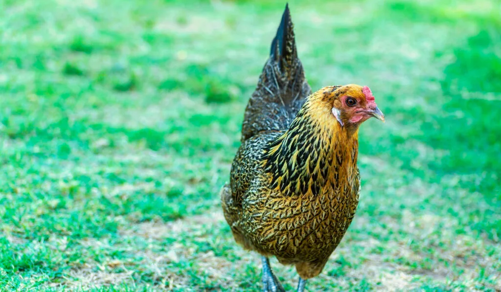 An ameraucana hen chicken on green grass