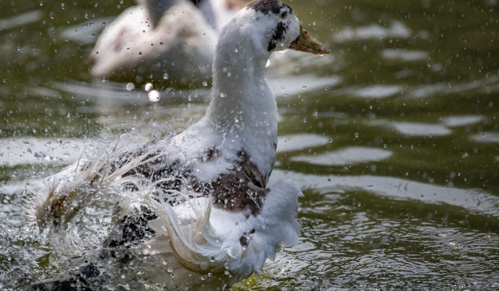 Ancona duck playing water on a pond