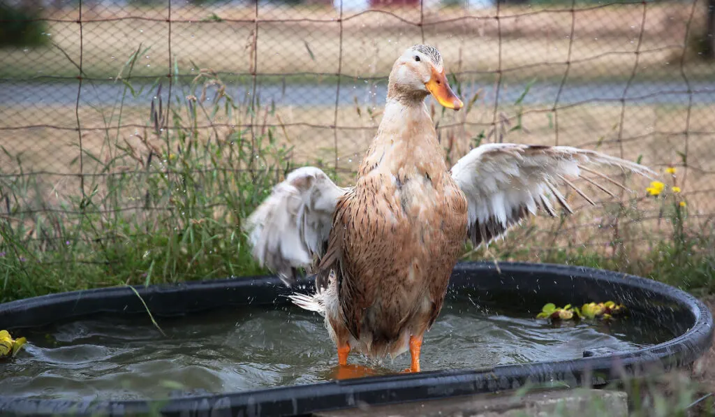 Appleyard Duck flapping wings in a small pool