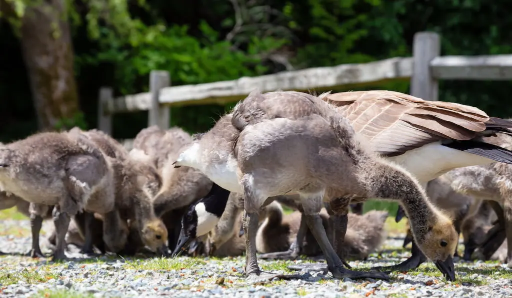 Baby Geese outdoors in the park