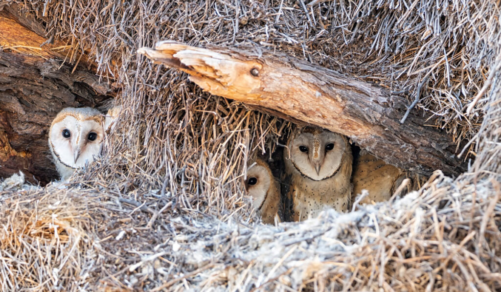 Baby barn owls in a nest made within a large weaver bird nest 