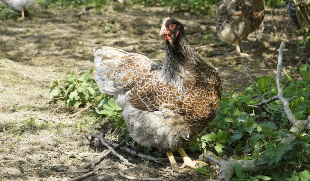 barnevelder double laced blue hen in the backyard