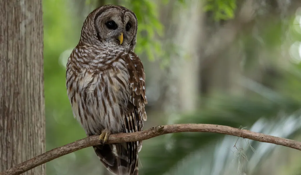 Barred own resting on a tree branch in Southern Florida