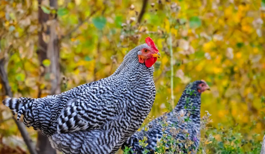 Barred Plymouth rock chickens with fall colors on the background