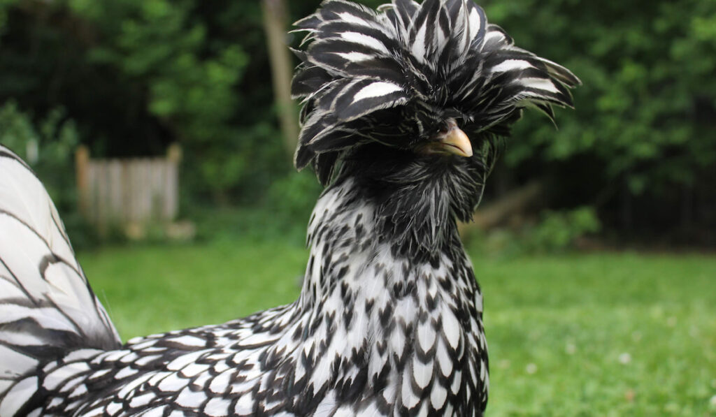 Beautiful Bearded silver laced polish chicken 